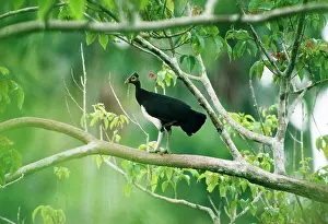Alan Greensmith: Maleo / Maleo Megapode / Gray's Brush-turkey