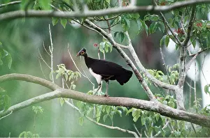 Alan Greensmith: MALEO - standing on branch