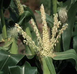 Physiological: Malformed corn tassel
