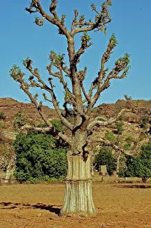 Lands: MALI, Dogon Lands. Baobab tree in a field