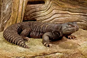 Northcott: Mali Uromastyx, Uromastyx maliensis, Native
