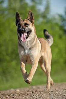 Malinois: Malinois or Belgian Shepherd Dog galloping