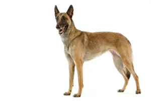 Belge: Malinois / Belgian Shepherd Dog. Also know as Chien