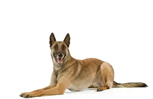 Belge: Malinois / Belgian Shepherd Dog. Also know as Chien