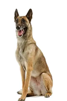 Belge: Malinois / Belgian Shepherd Dog. Also know as Chien