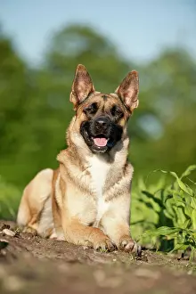 Malinois: Malinois or Belgian Shepherd Dog, lying