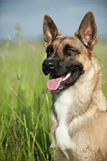 Malinois: Malinois or Belgian Shepherd Dog, portrait