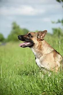 Malinois: Malinois or Belgian Shepherd Dog, portrait