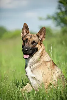 Malinois: Malinois or Belgian Shepherd Dog, portrait