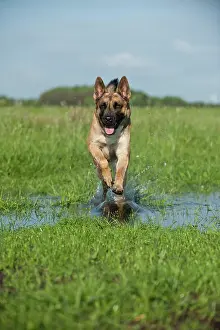 Malinois: Malinois or Belgian Shepherd Dog running across