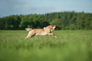 Malinois: Malinois or Belgian Shepherd Dog running across