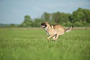 Malinois: Malinois or Belgian Shepherd Dog running across