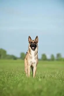 Malinois: Malinois or Belgian Shepherd Dog, standing