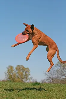 Malinois: Malinois hybrid catching a frisbee in mid-air Malinois