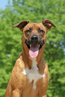 Malinois: Malinois hybrid, portrait Malinois Mischling, Portr&, x4d2c;