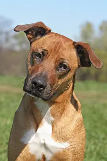 Malinois: Malinois hybrid, portrait Malinois Mischling, Portr&, x4d2c;