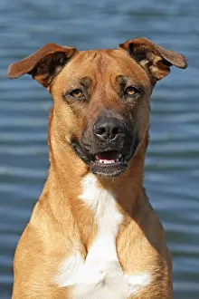 Malinois: Malinois hybrid, portrait, water in the back Malinois