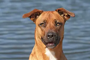 Malinois: Malinois hybrid, portrait, water in the back Malinois