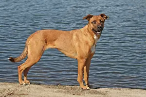 Malinois: Malinois hybrid standing at a lake Malinois Mischling