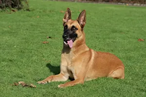 Malinois: Malinois lying on a meadow Malinois liegt auf der
