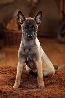 Malinois: Malinois, puppy, 3 months, sits on coat