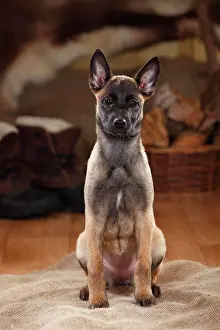 Malinois: Malinois, puppy, 3 months, sitting