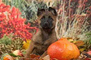 Malinois: Malinois puppy outdoors in autumn