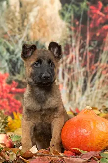 Malinois: Malinois puppy outdoors in autumn