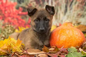 Malinois: Malinois puppy outdoors in autumn