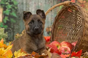 Malinois: Malinois puppy outdoors in autumn