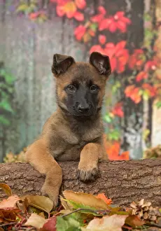 Malinois: Malinois puppy outdoors in autumn