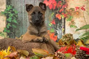 Malinois: Malinois puppy outdoors in autumn