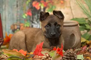 Malinois: Malinois puppy outdoors in autumn
