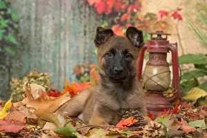 Malinois: Malinois puppy outdoors in autumn