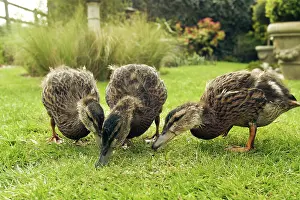 Bread: Mallard - Three 2 month old ducklings pick up small
