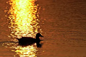Picardie: Mallard