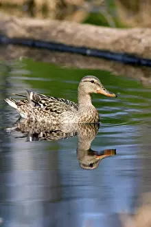 Chequamegon: Mallard