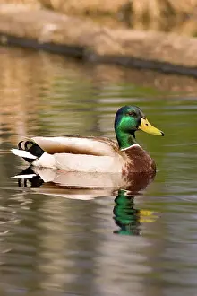 Chequamegon: Mallard