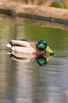 Chequamegon: Mallard