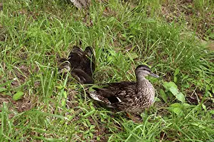 Ducklings: Mallard