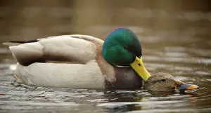 Haagse: Mallard
