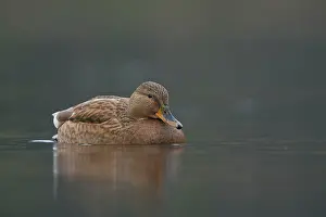 Haagse: Mallard