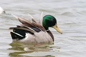 Rijn: Mallard