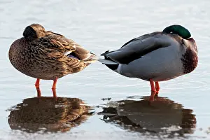 Rijn: Mallard