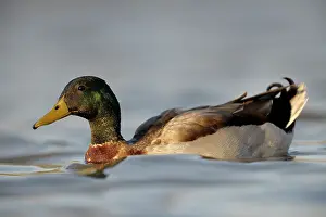 Dabbling: Mallard