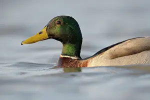 Dabbling: Mallard