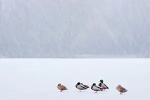 Eindhoven: Mallard