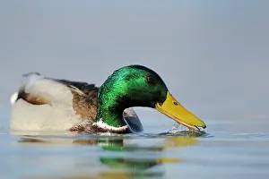 Wallis: Mallard