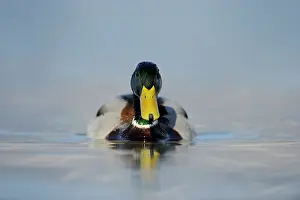 Wallis: Mallard