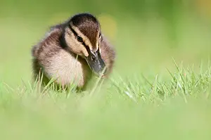 Westereen: Mallard